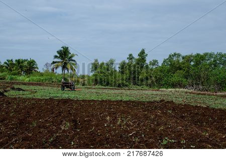 Half Ploughed field and a bullock cart