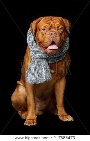 beautiful young dogue de bordeaux dog wearing grey scarf. sitting pose. studio shot on black background. closeup portrait.