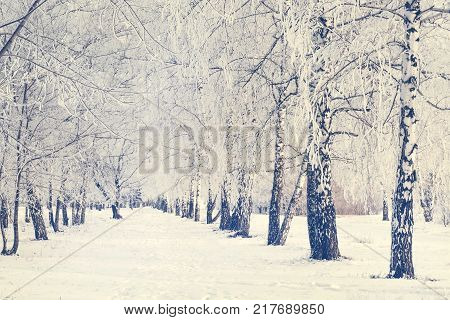 Russian winter. Ski Track in a birch forest. Birch alley frosty winter. Road in winter forest. Trail in the city Park in the winter.