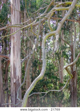 Gedraaide Eucalyptus.