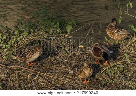 Ducks Near River Bilina In Winter Sunn Day In Usti Nad Labem City