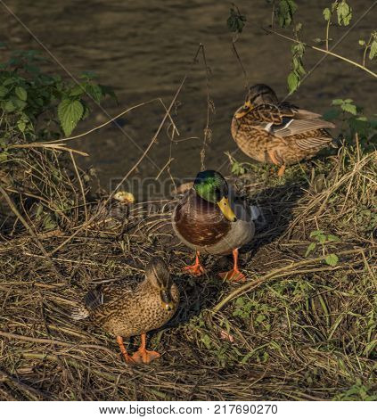Ducks Near River Bilina In Winter Sunn Day In Usti Nad Labem City