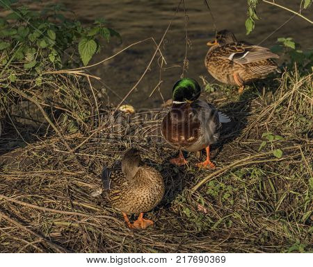 Ducks Near River Bilina In Winter Sunn Day In Usti Nad Labem City