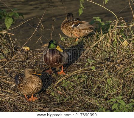 Ducks Near River Bilina In Winter Sunn Day In Usti Nad Labem City