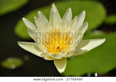 Seerose