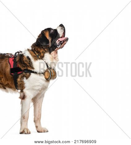 St. Bernard dog looking up with a barrel (14 months old), isolated on white