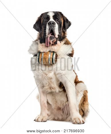 Sitting St. Bernard dog with a barrel (14 months old), isolated on white