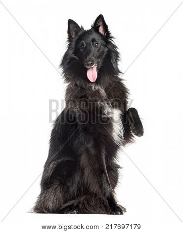Groenendael (1.5 years old), isolated on white