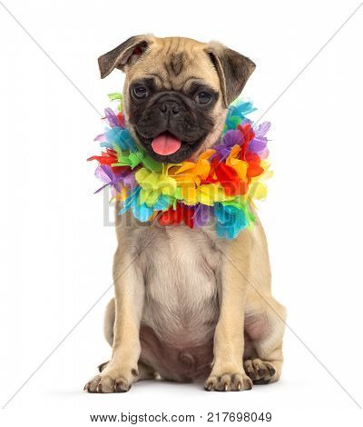 pug wearing a hawaiian lei, dog, isolated on white