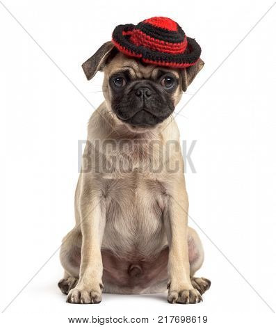 pug sitting and wearing a hat, dog, isolated on white
