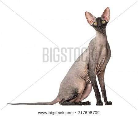 Peterbald, naked cat, isolated on white