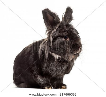 Black Rabbit, isolated on white