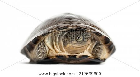 Common box turtle, isolated on white