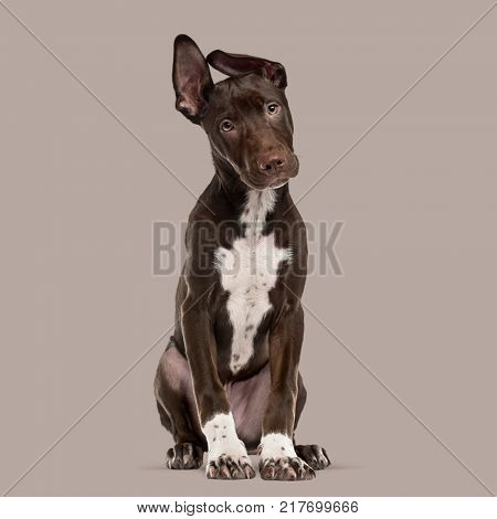 Crossbreed dog puppy sitting and looking at the camera