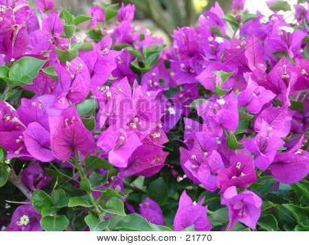 Magenta Bougainvillea.