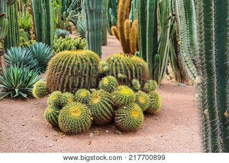 Cactus Plants Outdoors In A Summer Day