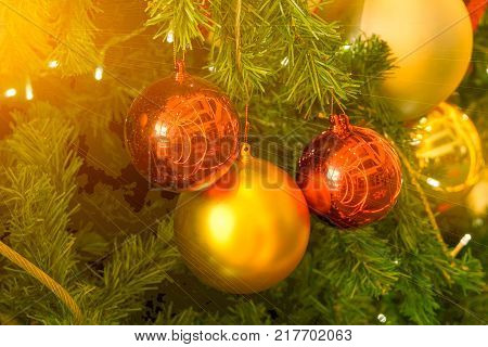 fir tree in chirstmas festivals with red and gold balls background