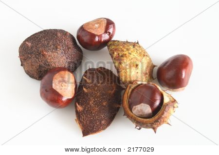 Conkers