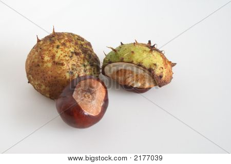 Conkers