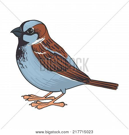 sparrow, vector bird, hand drawn songbird, isolated vector elements