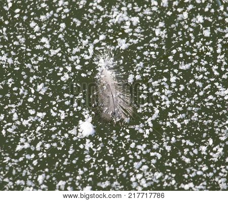 feather on ice . In the park in nature