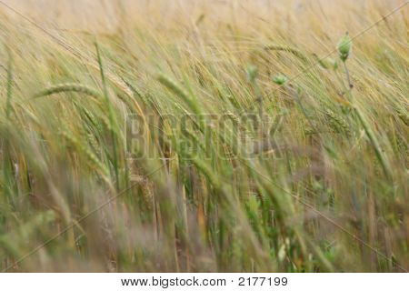 Tahıl bitki büyüyor