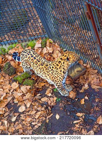 Russia, Primorskiy Leopard. big spotted cat. Taiga
