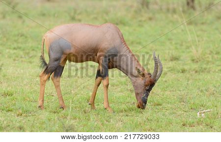 Topi grazing (scientific name: Damaliscus lunatus jimela or 
