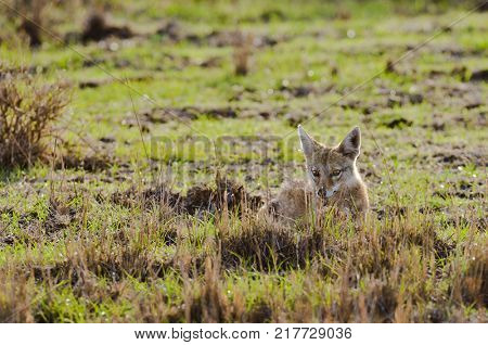 Closeup of Golden Jackal (scientific name: canis aureus, or 