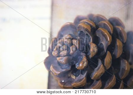 pine nuts, pine branches, cedar cone on a linen cloth