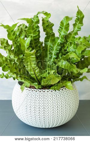 houseplant Asplenium nidus in white pot