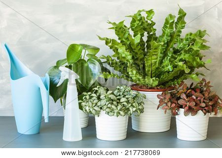 houseplants Asplenium nidus, peperomia and fittonia in flowerpot