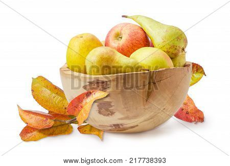 Pears and apples in the vintage wooden fruit dish on background of apple branch with autumn leaves on a white background