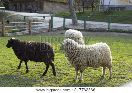 Grazing sheeps black and white color on green meadow near wooden fence