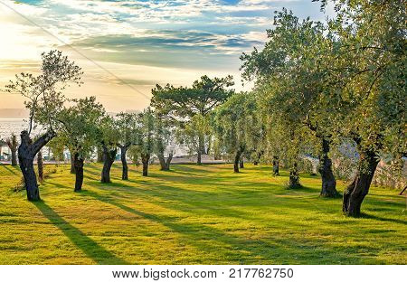 Olive tree orchard on Thasos island Greece