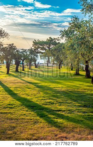 Olive tree orchard on Thasos island Greece