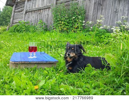 Black Dog Sitting On Green Grass And Two Glasses With Homemade Red Wine On Blue Boards Outdoors In C