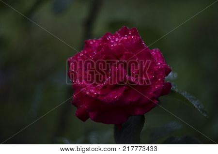 red rose flower after rain with raindrops on dark background in the garden, evening light. close up macro.