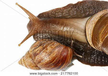 Akhatin big crawls next to a small ahatina in a shell on a white isolated background. View from above