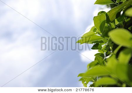 Grünes Blatt Hintergrund in blauen Himmel