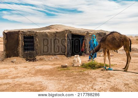Sahara Morocco - May 10 2017: Berber man dressed in traditional moroccan gandoura and touareg watches his camel eat alfalfa in front of his Berber tent in the moroccan Sahara desert.
