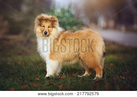 Beautiful Sheltie dog on the nature. Furry collie dog on the grass.
