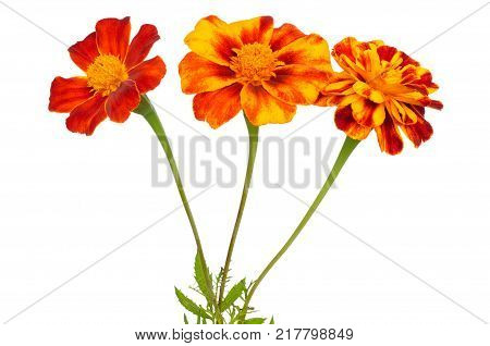 Tagetes flowers isolated on a white background