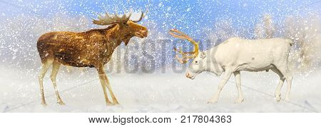Christmas picture of elk and deer met in a snowy snowstorm , wildlife, winter miracles