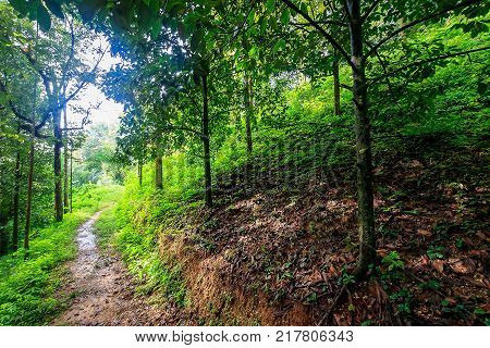 Observation Site Of Lake Cheo Lan, Thailand.