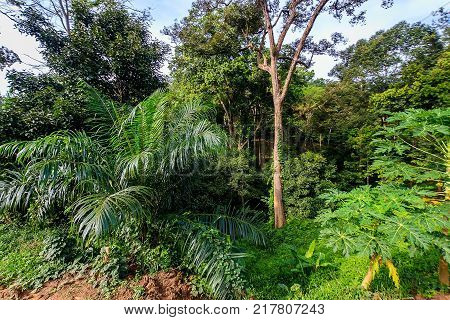 Observation Site Of Lake Cheo Lan, Thailand.