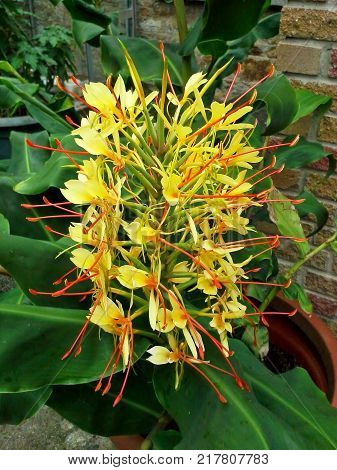 Yellow Kahili Ginger Lily Flower with Green Leaves