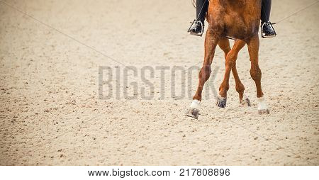 Dressage horse and rider. Sorrel horse portrait during dressage competition. Advanced dressage test. Copy space for your text.