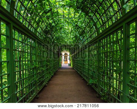 Long driveway under the arch of the green bushes receding into the distance