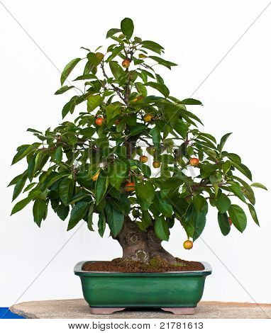 Malus als Bonsai Baum